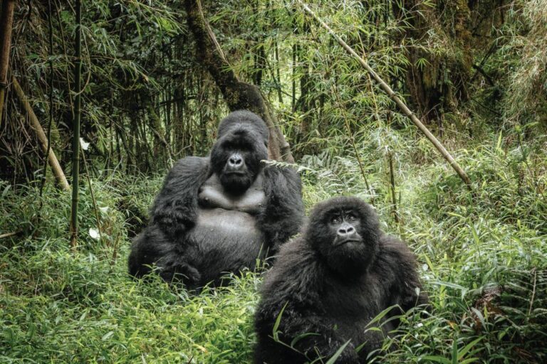 Bwindi-Impenetrable-National-Park-