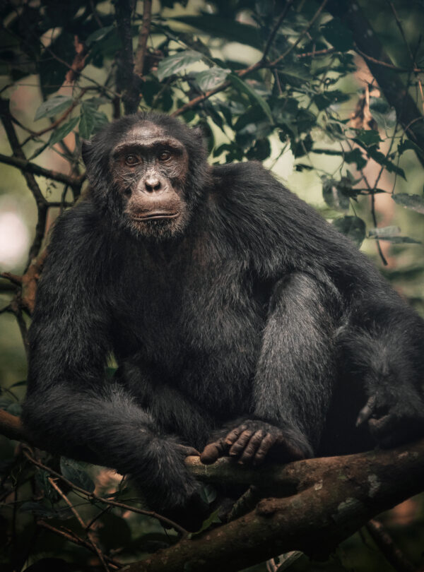 Chimp2