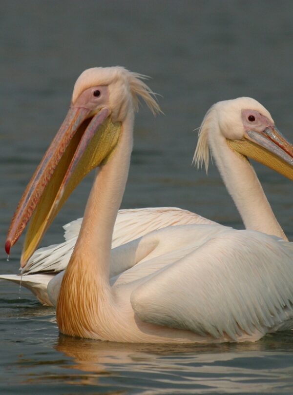 pelican – Copy