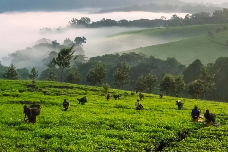 tea-ranch-outside-kibale